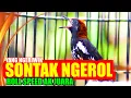 Download Lagu ROLL SPEED AK JUARA, MASTERAN DAN PANCINGAN ANIS KEMBANG NGERIWIK CEPAT NGEROL