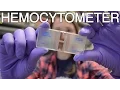 Hemocytometer What is this thing