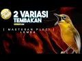 🔴 LIVE Masteran Pleci variasi dua tembakan