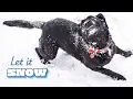 Dogs Discovering Snow 😮❄️ | FUNNIES \u0026 Cute Winter Animal Shorts
