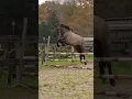 Download Lagu Toen het kwartje viel, kon hij het wel 🚀 #paard #paardrijden #vrijspringen #pony #frieskruising