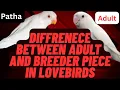 Download Lagu Difference between adult and breeder piece in Lovebirds/ lovebird me adult or pathy ki pehchan.