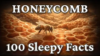 Bees Don t Actually Build Hexagons - Here s What They Do Sleepy Documentary