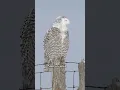 Download Lagu 5 owls \u0026 their sounds #owlsounds #owls