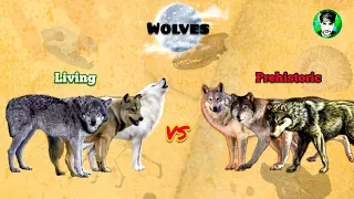 WOLVES - Size Comparison Extant vs Extinct All Subspecies