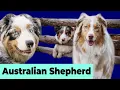 Australian Shepherd Puppies Doing Funny Naughty and Cute Things Dogs Doing Things