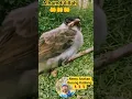 Lagu Nemu Anakan Burung Kutilang, burung yang paling Mudah Jinak 🤗🥰#vlog #burung#trendingshorts