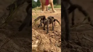 Our first tarantula of the season. An Ebony Tarantula, just cruising along with our dog. ￼ #spider