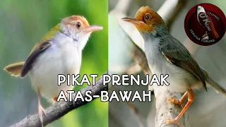 Download Suara pikat prenjak atas bawah /2020 MP3