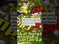 Download Lagu suara pikat burung sogon jantan dan betina yang susah turun #memikat #caramemikat #burungsogon