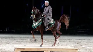 كرم سرحان و نجم دهشور بطولة مصر الدولية لأدب الخيول العربية دندنها