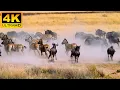 Download Lagu 4K African Animal: Etosha National Park, Namibia - Amazing African Wildlife Footage with Real Sounds