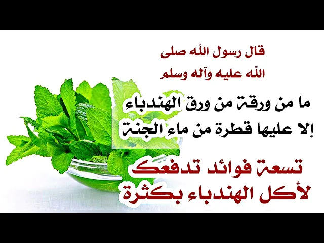 ⁣تسعة فوائد كبيرة لورق الهندباء الذي جاء في الروايات ما من ورقة منه إلا وعليه قطرة من ماء من الجنة