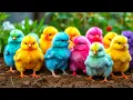Download Lagu World Cute Chickens, Colorful Chickens, Rainbows Chickens, Cute Ducks, Cat, Rabbit, Cute Animals