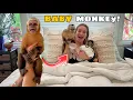 Download Lagu BEDTIME ROUTINE WITH MY BABY MONKEYS!