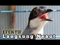 Download Lagu Cendet Pastol Gacor Pagi Siang Sore. Bikin Cendet Malas,Susah Bunyi Langsung Nyaut Dg Pancingan ini