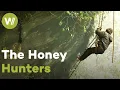 Download Lagu Harvesting honey from giant bees, the most dangerous in the world | Master of Bees (Himalaya)