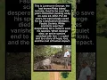 Download Lagu The Last of His Kind: The Lonely Story of Lonesome George 🐢💔 #AnimalFacts #LonesomeGeorge #Shorts
