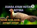 Download Lagu SUARA AYAM HUTAN BETINA PALING GACOR