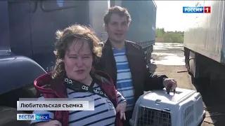 Омичи спасли чайку