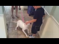 Owners reunited with dog taken from car at Wegmans in DeWitt