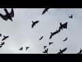Mouna Thaalithe Daari