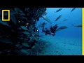 What s Driving Shark Attacks in Recife SharkFest