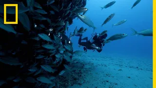 whats driving shark attacks in recife sharkfest