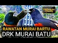JANGAN DIJUAL MURAH !!! MURAI BATU INI BERIKAN RAWATAN YANG SEPERTI INI SAJA 