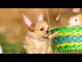 k78 Puppy Easter DEVINSUPERTRAMP