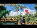 Download Lagu PECINTA BURUNG TERHARU_PEMBURU DAN PEMIKAT MENANGIS LIHAT INI