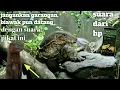 Download Lagu Pikat garangan dan biawak paling jitu ll suara anak ayam pengundang predator