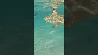 We Swam with Sharks and Rays in French Polynesia 🦈