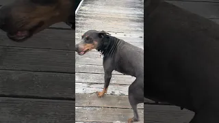 #fyp #pets #vlog #sailing #doberman