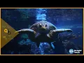 New England Aquarium This Is Your Place