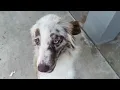 Australian Shepherd rescued from a kennel in hot Houston weather