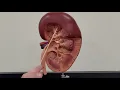 Professor Long 2402 Lab Urinary System and Kidney Models