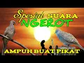 suara perkutut khusus ngerot