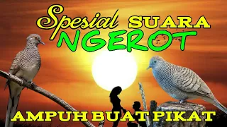 suara perkutut khusus ngerot