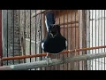 Download Lagu NGAK BUTUH WAKTU LAMA Kacer Bakalan ikut NGOBRA BUKA PARUH.pancingan burung kacer gacor
