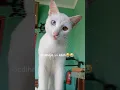 Ibu peluk erat diriku‼️😭😿😭 || Kucing lucu #cat #cute