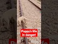 Oh my God Train is running over the Puppy earthcreatures-1813