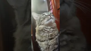 cat talks back bc I locked up the boat for a few hours😅