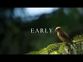 Download Lagu Peaceful Guitar \u0026 Bird Song