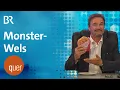 Download Lagu quer Schlussrunde: Monster-Wels sorgt für Schlagzeilen | quer vom BR