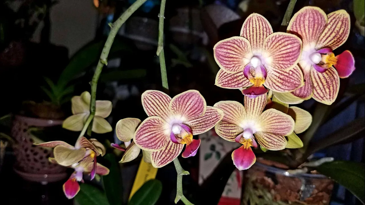 MIS ORQUIDEAS PHALAENOPSIS ESPECIES