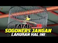 FATAL...!!!JANGAN LAKUKAN HAL INI PADA SOGON