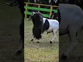 Download Lagu dombagarut #dombagarut #domba #animals #dombahamil #sheep #shorts #goat #cungurfotret