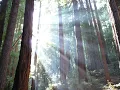Muir Woods National Monument Wikipedia article