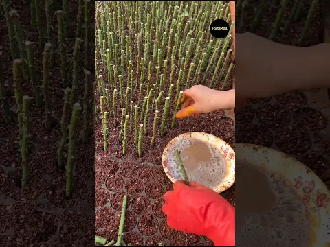 Rose Farmed In China #shorts #ytshorts